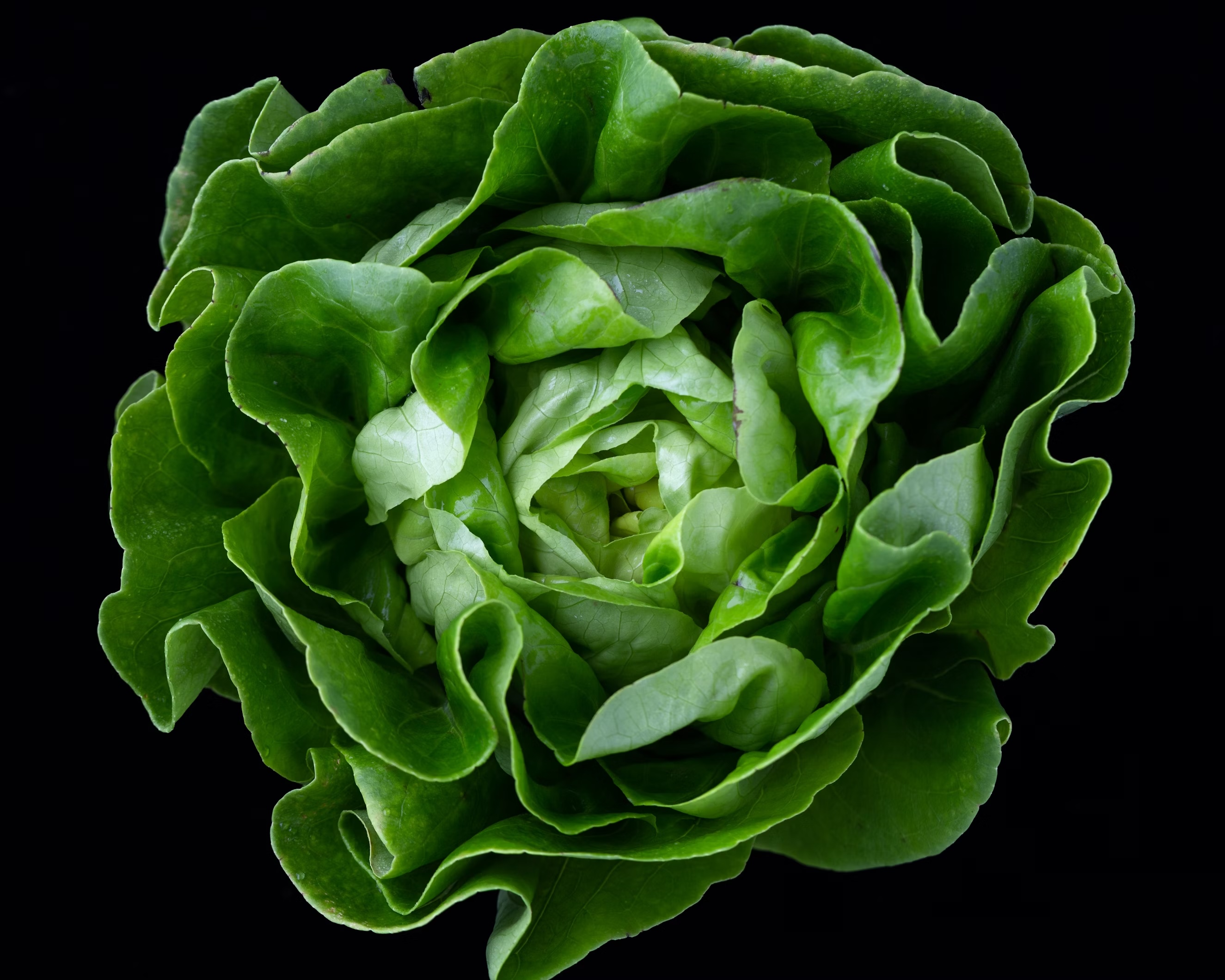 Big close up picture of a green roman salad